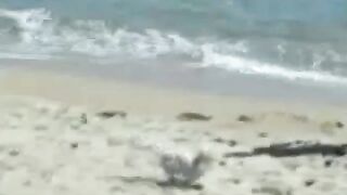 مقطع قديم للممثل اولج الامريكيه في اخر ظهور علي شا سكس مصري طئ التعري لوس انجلوس حصري الان علي موقع شراميط العرب